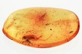 Fossil Female False Darkling Beetle (Abdera) in Baltic Amber #357754-1